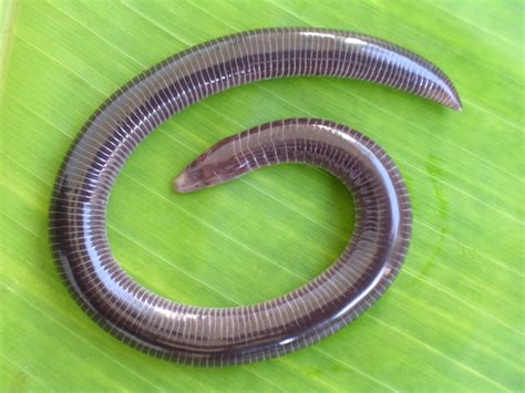 Caecilian! Een Amfibie met een Mysterieuze Levensloop die zich Door de Aarde Beweegt