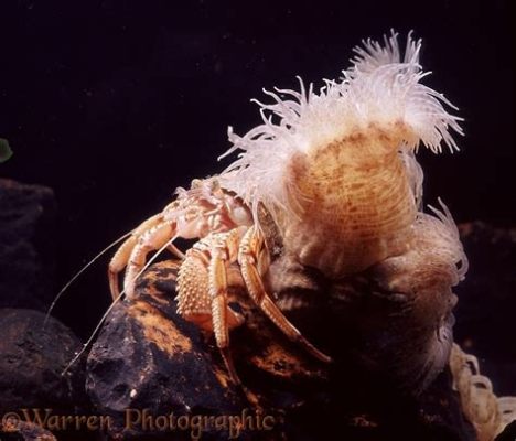  Eupagurus: Een Krabbenachtige Creatuur Met Meerdere Pootjes Voor Een Leven In De Diepte!