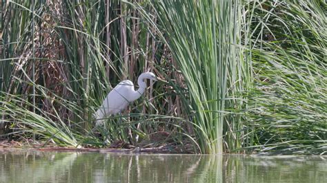  Jacobskruiper Een Amphibisch Meesterwerk Dat Zich Met Geheid Genoegen In De Schaduw Van Moerassige Oeverlanden Vastzet!