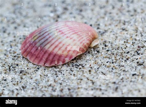  Janseniidae: Kleine, kleurrijke schelpen met een onverwachte levenswijze!