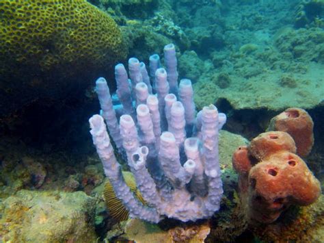  Japanse Spoorpad! Een Overzicht van deze Ongelooflijke Demosponge met een Mysterieuze Leefwijze