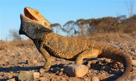 Lagarto: Een reptiel met schubben die zijn omgeving gebruikt om zich te verbergen en te bewegen!