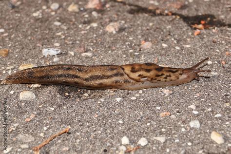  Limax Maximus: Een Kleine Slak Met een Groot Geheugen En Ontzagwekkende Regeneratievermogens!