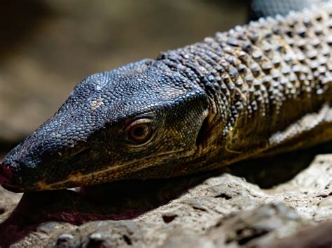  Monitorhagedis: Een reptiel met schitterende schubben en een onverwachte liefde voor water!