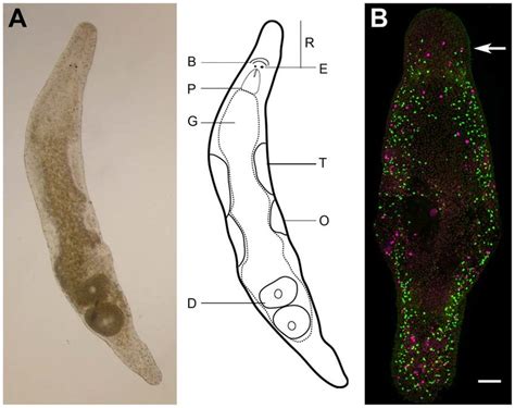  Ocellatus Platyhelminthes: Een Microscopische Wonder met Oogvlekken en Geweldige Regeneratiekrachten!