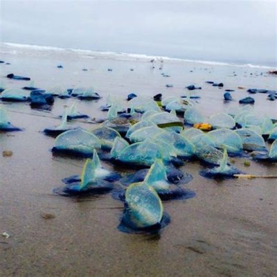  Velella: Een doorschijnend schijfje dat drijft op de wind en golven met een mysterieus leven!