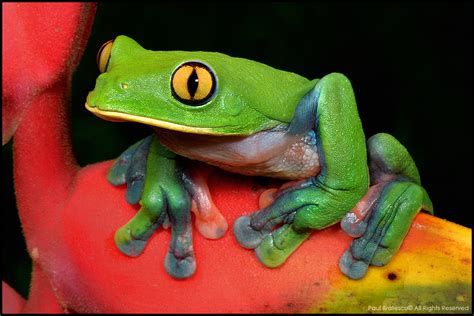  Yellow-Eyed Tree Frog: Een Boombewoner met Gliterende Oogjes die Fluisterend Door het Regenwoud Glijdt!