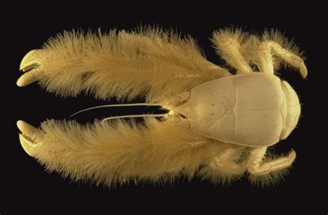  Yeti Crab! De diepzeebewoner met harige poten die een ecosysteem op zijn kop zet