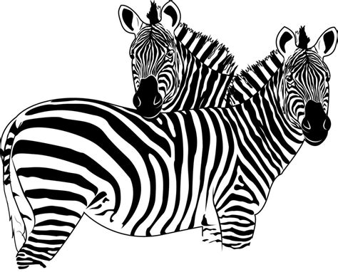 Zebra! Een gestreepte meester van de savanne met een onverwachts sterk instinct voor sociale samenhang