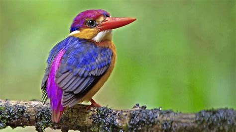  Brilvogel! Een kleurrijke verschijning met een unieke manier van zingen