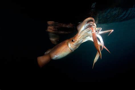  Jumbo-Squid! De Mysterieuze Reuzenscheeperslak met een Onverwachte Verbinding tot de Amoebozoa