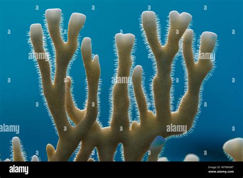   Millepora! Een Koloniedier Met Stekels Die Je Niet Wil Aanraken