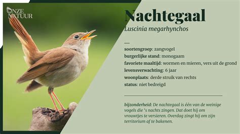  Nachtegaal: Een Zangerige Reisvogel met een Mysterieuze Muzikale Aanwezigheid!