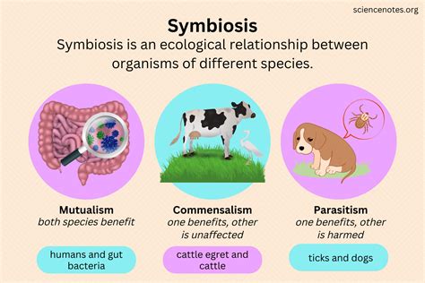  Ringletring! Een Wonderlijke Weergave van Segmentatie en Symbiose