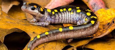  Urban Legend: De Amerikaanseyf-salamander!  Een fascinerende amfibie die zich perfect heeft aangepast aan zowel het water als de stad