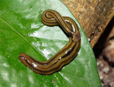 Yellowbelly Shovelnose Worm: An Underrated Master of Sediment Sifting and Deep-Sea Dance Moves!