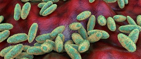  Yersinia Pestis: De Kleine Parasiet met een Groote Impact!  